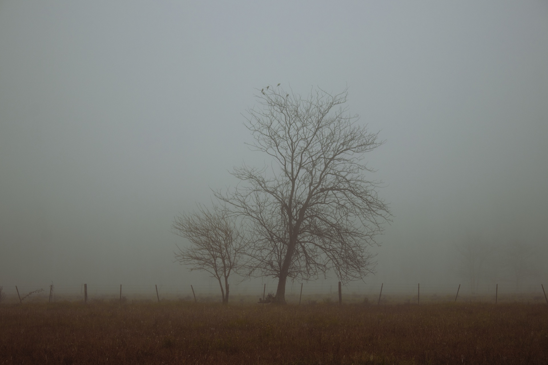 Morning Mist @Pandemia